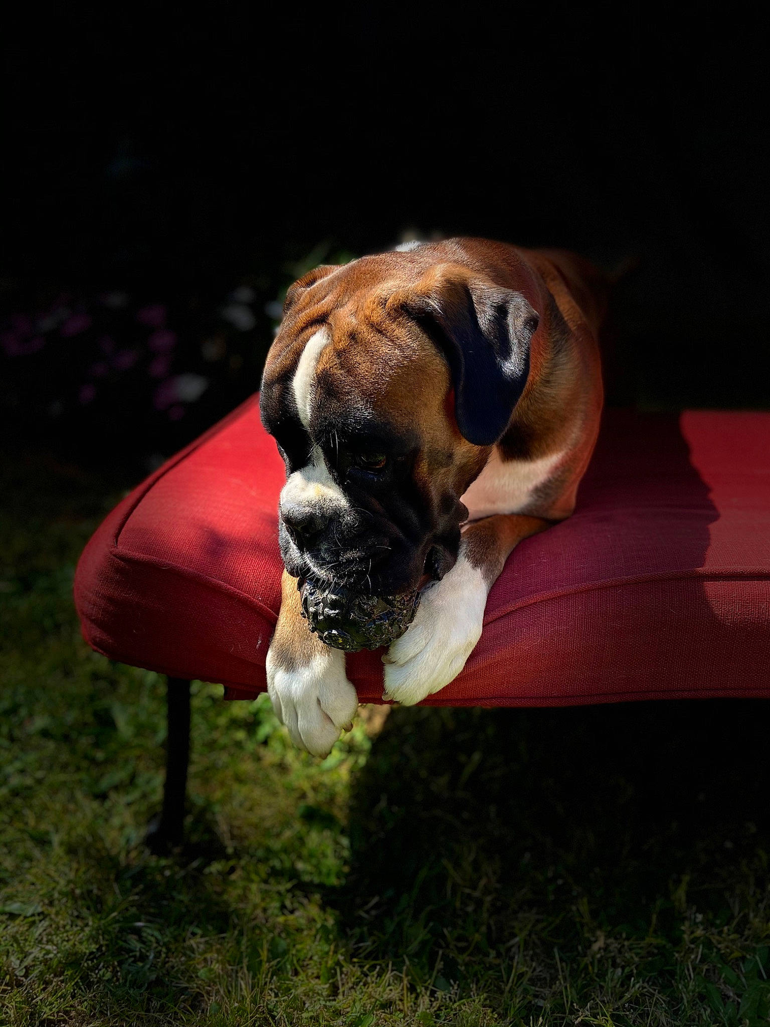 Bucky participe au concours pour gagner de l'argent avec cette photo : biting, boxer, bulldog, canidae, carnivore, companion_dog, dog, dog_breed, dog_supply, fawn, grass, molosser, plant, snout, sporting_group, terrestrial_animal, tree, working_animal, working_dog, wrinkle