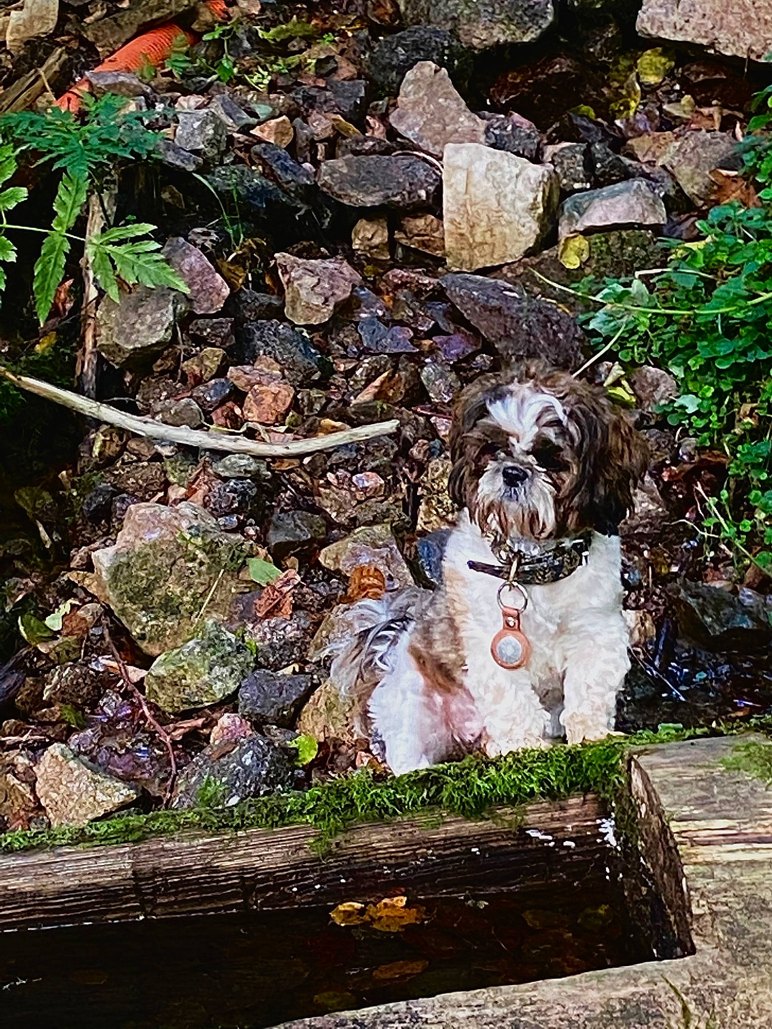 Aiko a rejoint le concours — aidez-le/la à gagner de superbes lots ! art, canidae, carnivore, companion_dog, dog, dog_breed, fawn, garden, grass, groundcover, painting, pattern, plant, rock, schnauzer, shrub, snout, sporting_group, toy_dog, tree