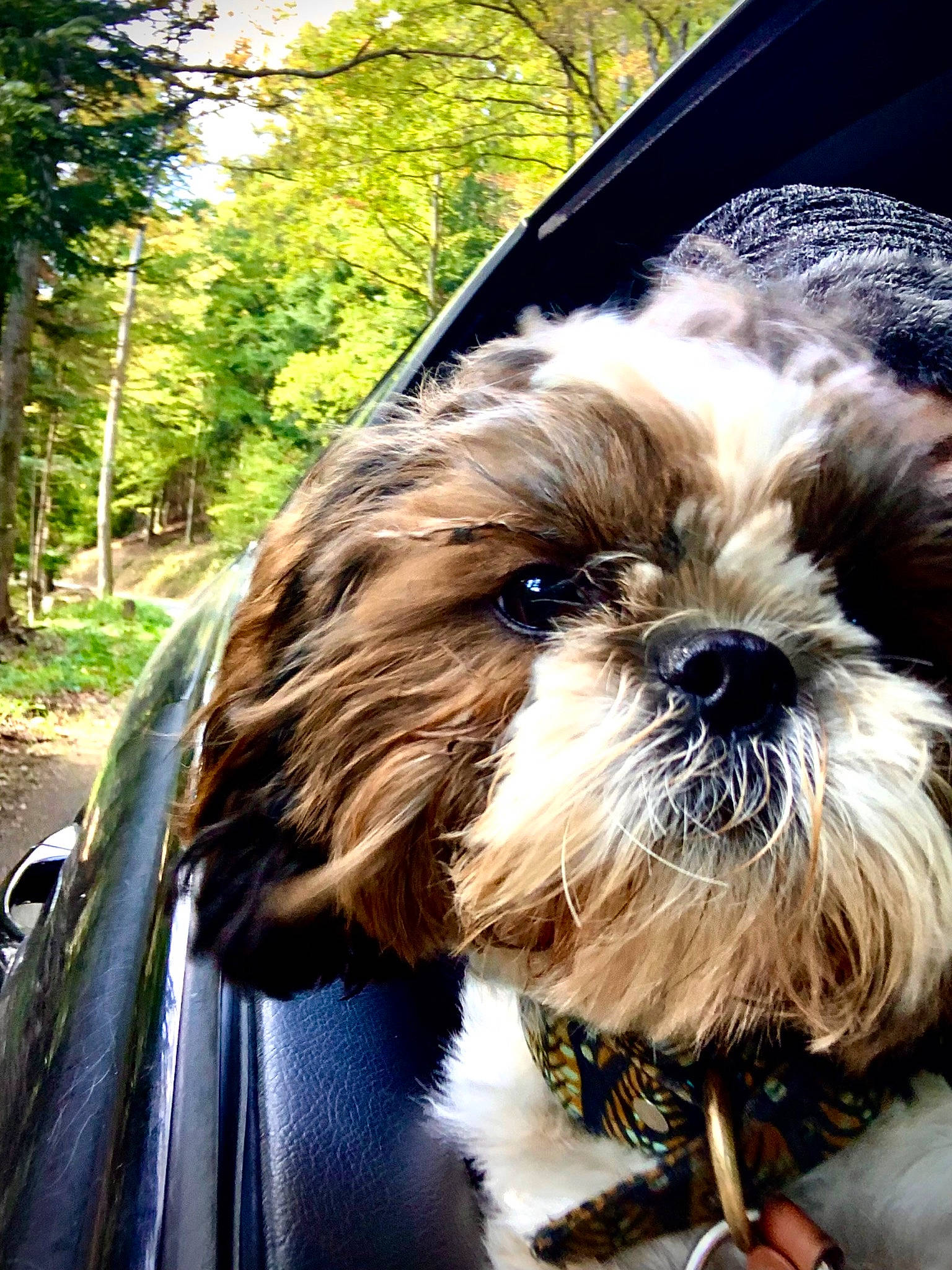 Aiko participe au concours pour gagner de l'argent avec cette photo : canidae, carnivore, companion_dog, dog, dog_breed, dog_collar, dog_supply, fawn, fur, grass, liver, plant, shih_tzu, small_terrier, snout, sporting_group, terrier, toy_dog, tree, working_animal