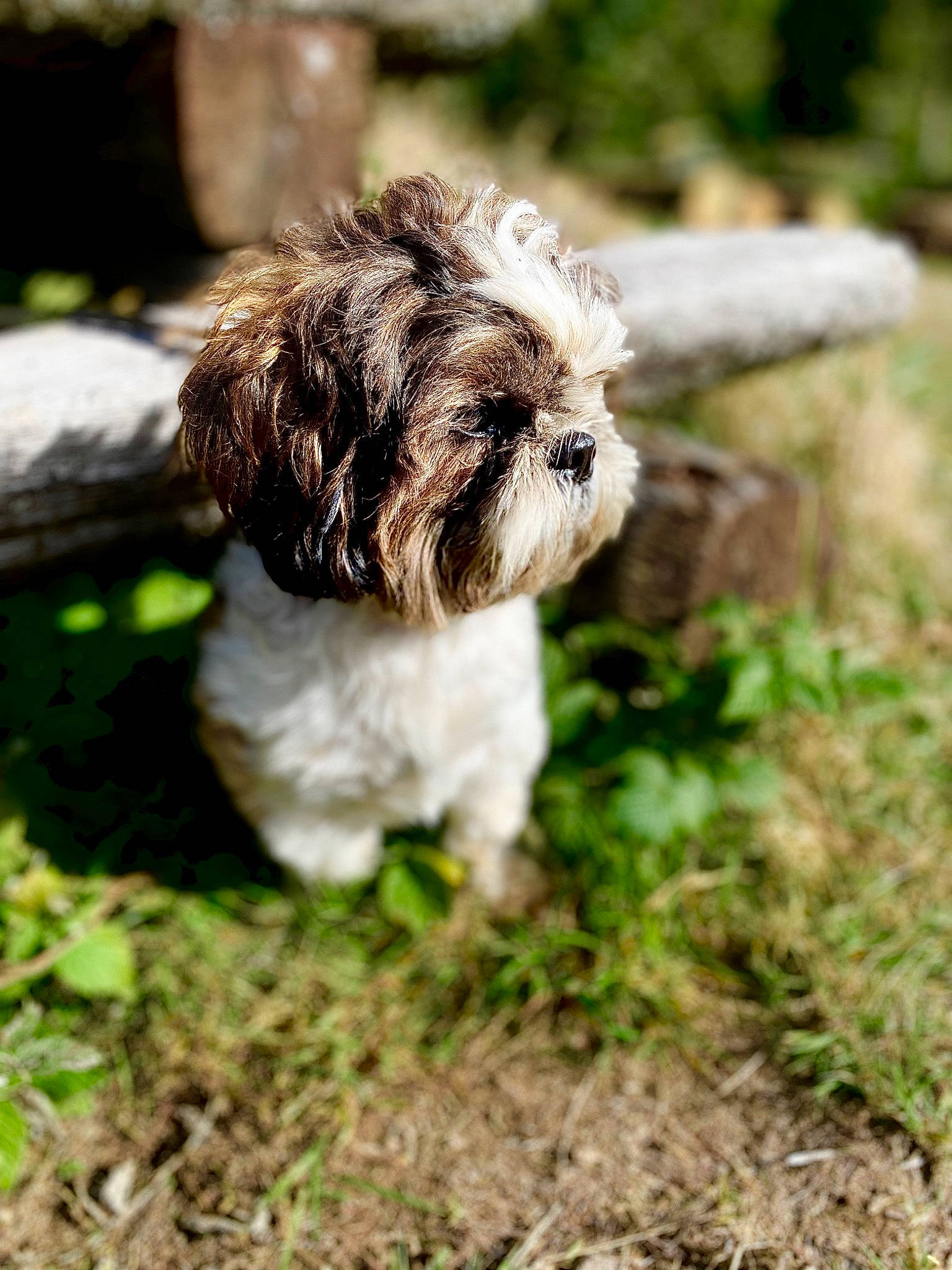 Aiko a rejoint le concours — aidez-le/la à gagner de superbes lots ! canidae, carnivore, companion_dog, dog, dog_breed, fur, grass, liver, maltepoo, plant, poodle_crossbreed, shih_tzu, small_terrier, snout, soil, sporting_group, terrestrial_animal, terrier, toy_dog, water_dog