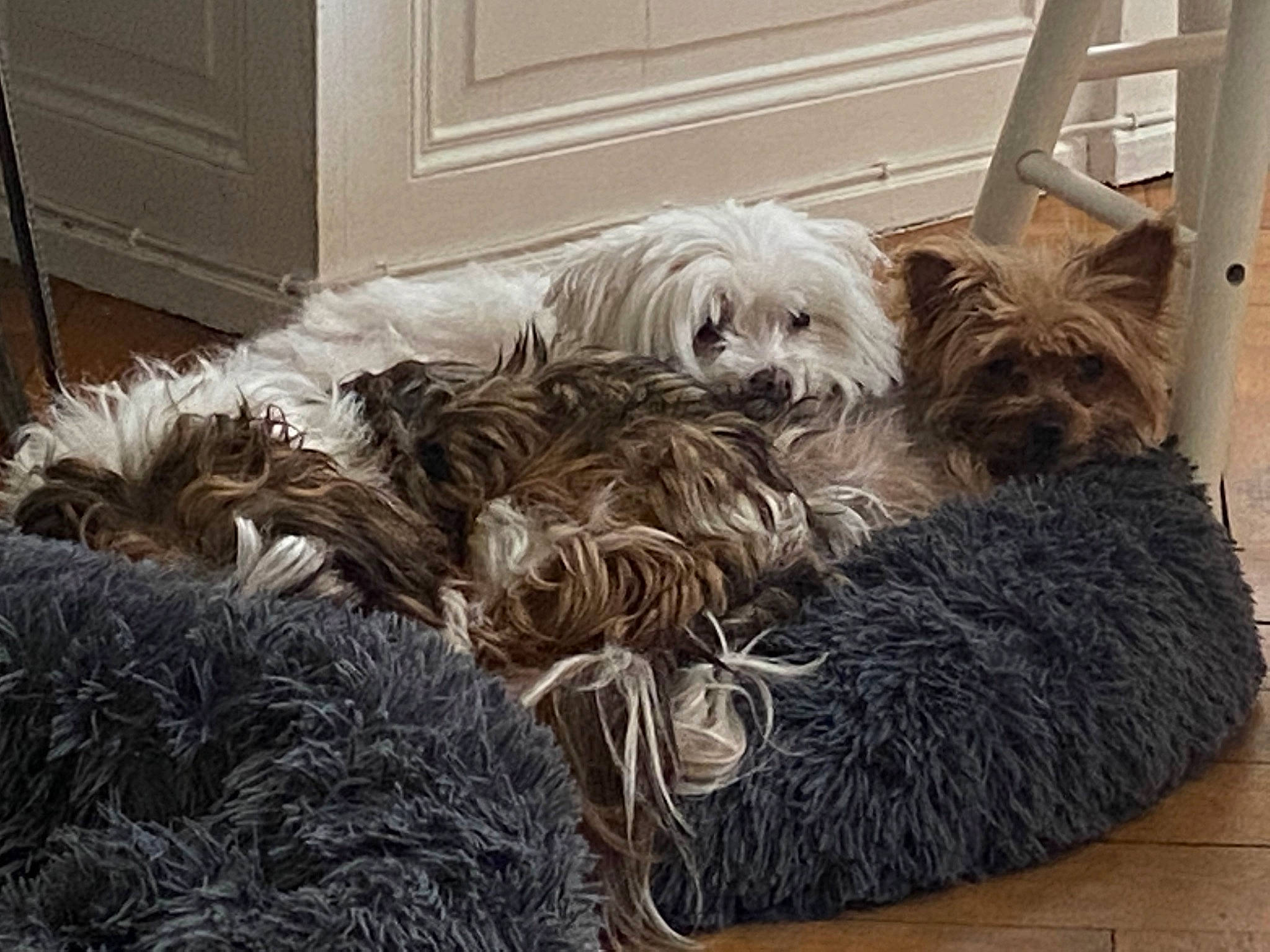 Aiko a rejoint le concours — aidez-le/la à gagner de superbes lots ! canidae, carnivore, cockapoo, comfort, companion_dog, dog, dog_breed, dog_supply, door, fur, liver, puppy_love, shih_poo, small_terrier, sporting_group, terrier, toy_dog, water_dog, working_animal, yorkipoo