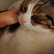 Oscar participe au concours pour gagner de l'argent avec cette photo : cat, tabby, white_fur, pet, hand, close_up, sleepy, indoor, feline, fur, whiskers, pink_nose, domestic_animal, resting, cozy, comfort, animal, cute, relaxation, companion