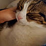 cat, tabby, white_fur, pet, hand, close_up, sleepy, indoor, feline, fur, whiskers, pink_nose, domestic_animal, resting, cozy, comfort, animal, cute, relaxation, companion