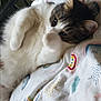 cat, feline, pet, bed, blanket, pattern, indoor, resting, cute, fur, whiskers, paw, relaxed, cozy, domestic_animal, sleepy, striped, white, colorful, rainbow