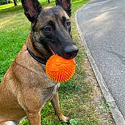 Taïga a rejoint le concours — aidez-le/la à gagner de superbes lots ! animal, belgian_malinois, bench, canine, collar, daylight, dog, grass, nature, orange_ball, outdoor, park, path, person, pet, play, summer, toy, trees, walking