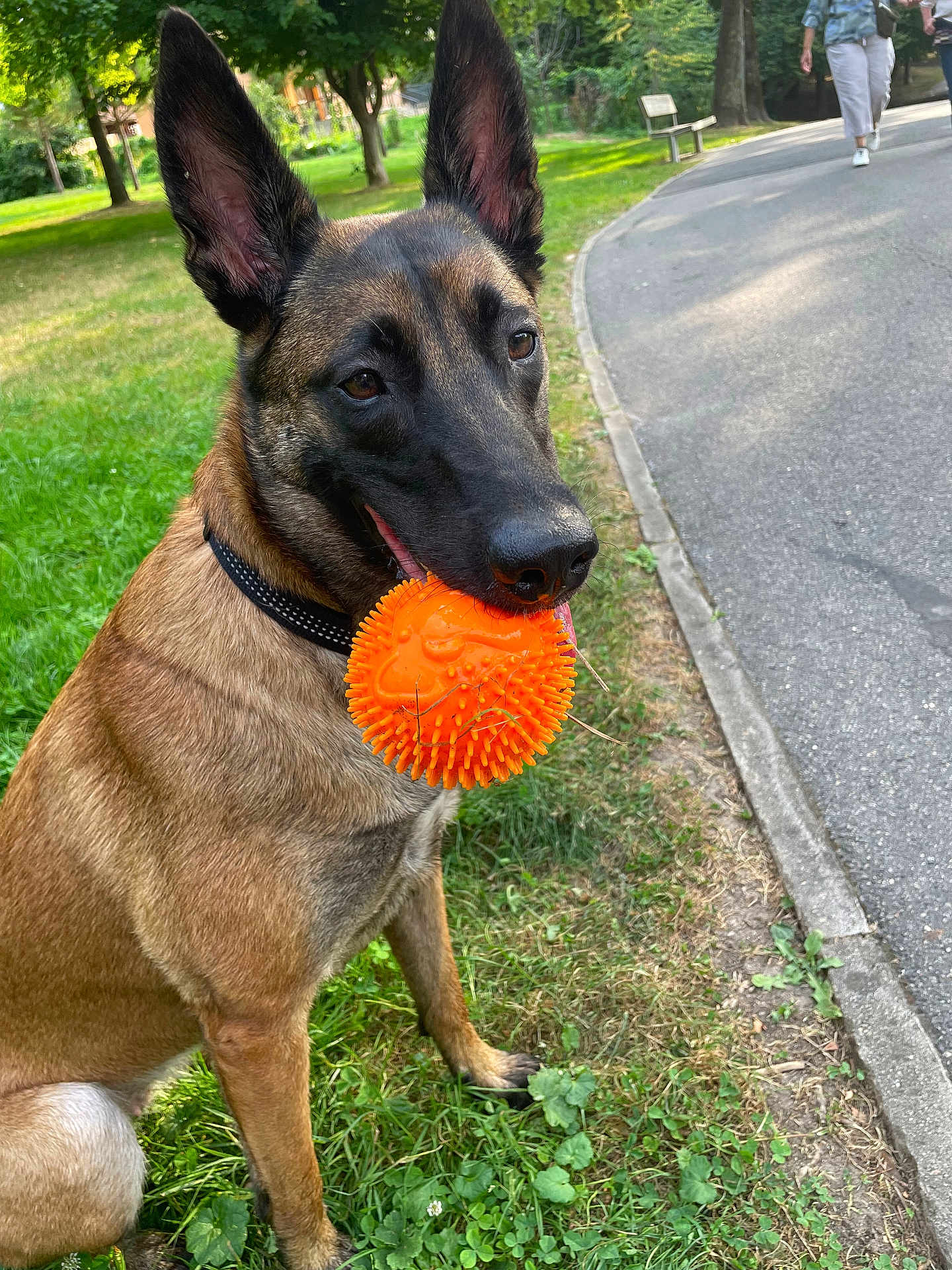 Taïga a rejoint le concours — aidez-le/la à gagner de superbes lots ! animal, belgian_malinois, bench, canine, collar, daylight, dog, grass, nature, orange_ball, outdoor, park, path, person, pet, play, summer, toy, trees, walking