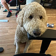 Nobi Le is registered to the contest to win money with this photo: dog, indoor, wooden_floor, chair, gaming_chair, person, socks, armrest, toy, living_room, pet, curly_fur, black_chair, flooring, casual, relaxed, furniture, background, cute, home