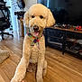 dog, golden_doodle, bandana, paw, hand, living_room, floor, wood_floor, television, tv_stand, miniature_motorcycles, chair, lamp, box, human_hand, pet, indoor, fur, cute, smiling