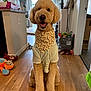 dog, golden_doodle, pet, indoor, toy, bandana, shirt, wooden_floor, smiling, cute, obedient, fur, home, living_room, decor, plush_toy, happy, sitting, canine, animal