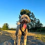dog, curly_fur, tongue_out, harness, rock, outdoor, park, trees, grass, sunlight, blue_sky, canine, pet, nature, animal, daytime, happy, playful, summer, adventure