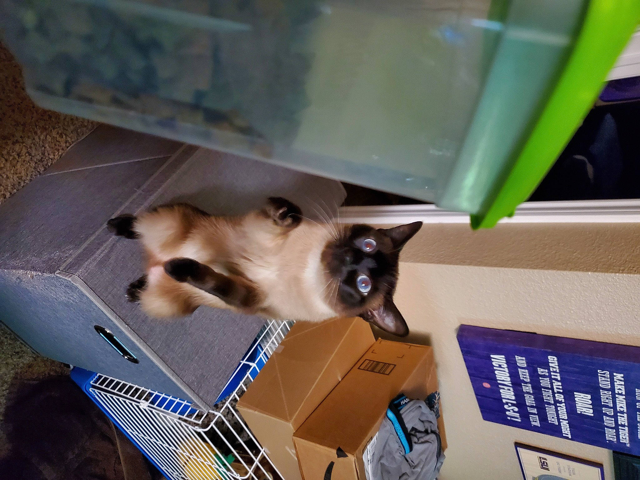 Scarlet is registered to the contest to win money with this photo: balinese, box, carnivore, carton, cat, domestic_short_haired_cat, fawn, felidae, fur, room, shipping_box, siamese, small_to_medium_sized_cats, tail, thai, tonkinese, whiskers