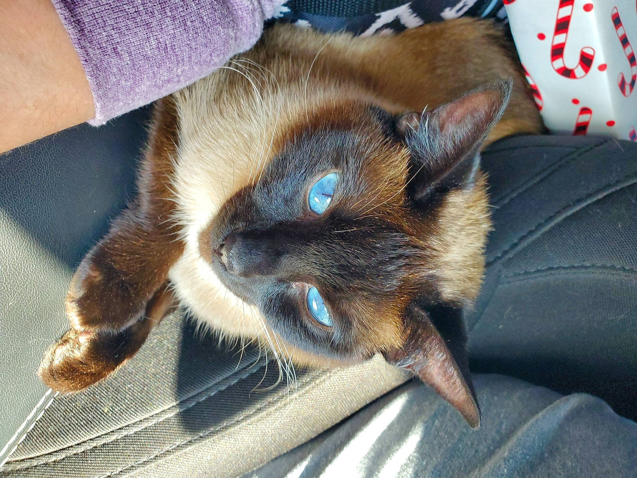 Scarlet is registered to the contest to win money with this photo: carmine, carnivore, cat, claw, comfort, electric_blue, fawn, felidae, foot, fur, human_leg, siamese, small_to_medium_sized_cats, tail, whiskers