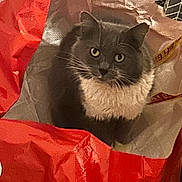 Oggy participe au concours pour gagner de l'argent avec cette photo : cat, grey_cat, white_fur, bag, red_bag, cozy, indoor, pet, curious, feline, whiskers, fur, sitting, looking, closeup, portrait, animal, domestic_cat, cute, relaxed