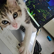 Rosalie a rejoint le concours — aidez-le/la à gagner de superbes lots ! carnivore, cat, computer, computer_hardware, computer_keyboard, computer_monitor, display_device, domestic_short_haired_cat, electronic_device, fawn, felidae, fur, gadget, paw, photo_caption, plant, small_to_medium_sized_cats, snout, tail, whiskers