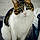 Pepito