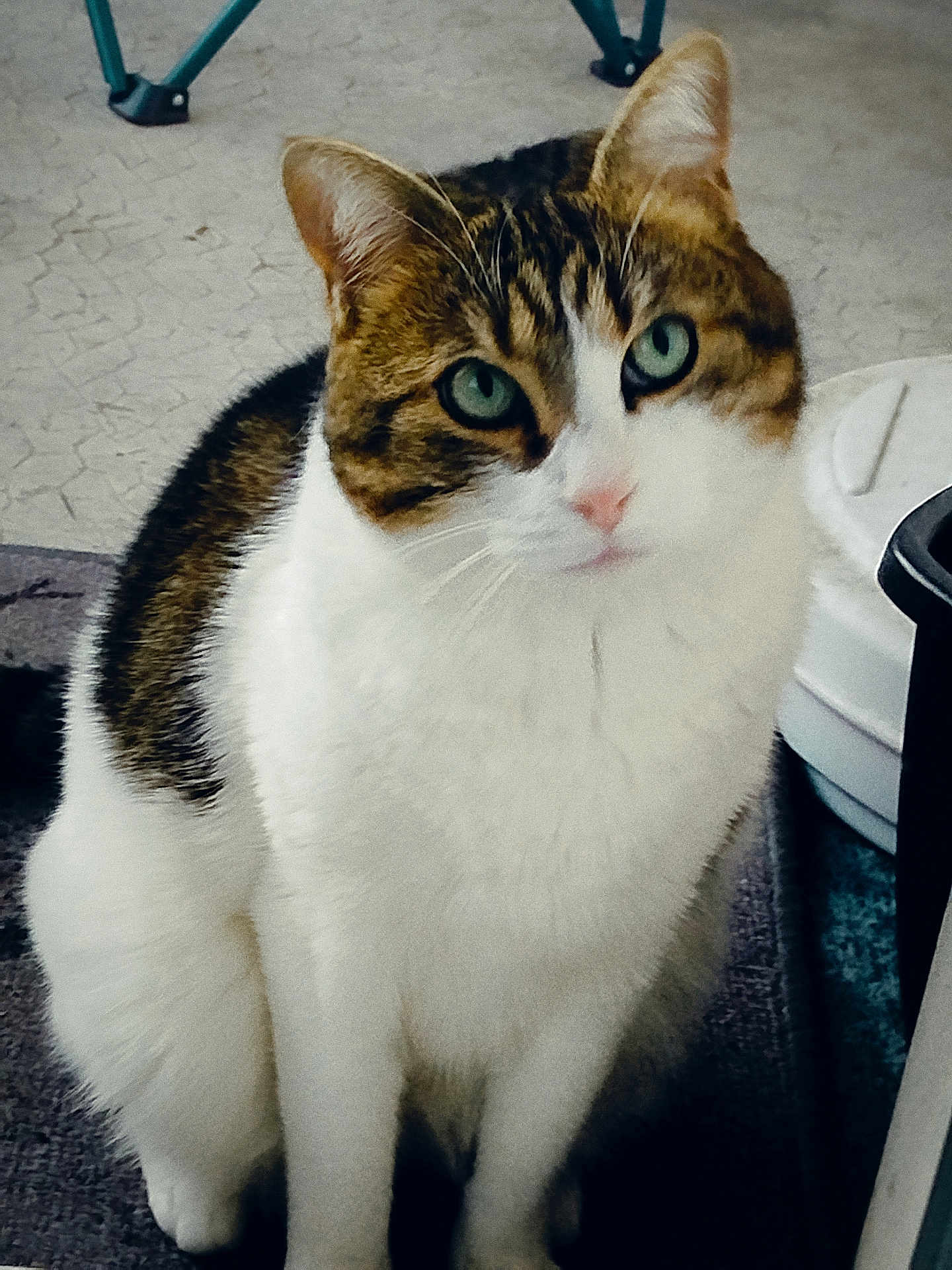 Pepito participe au concours pour gagner de l'argent avec cette photo : cat, animal, pet, feline, white_fur, brown_fur, green_eyes, sitting, indoor, curious, closeup, whiskers, ears, floor, texture, domestic, cute, fur, portrait, looking