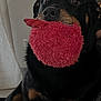dog, rottweiler, indoor, pet, animal, toy, red_toy, sitting, black_fur, brown_markings, floor, blanket, curtain, nose, ears, eyes, paw, fur, canine, companion