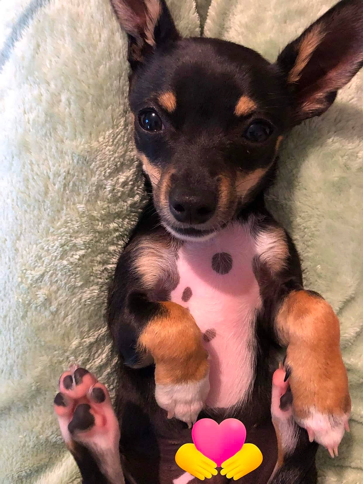 Ace participe au concours pour gagner de l'argent avec cette photo : canidae, carnivore, chihuahua, companion_dog, dog, dog_breed, dog_supply, ear, fawn, fur, paw, prazsky_krysarik, russkiy_toy, snout, sporting_group, stuffed_toy, toy, toy_dog, whiskers, working_animal