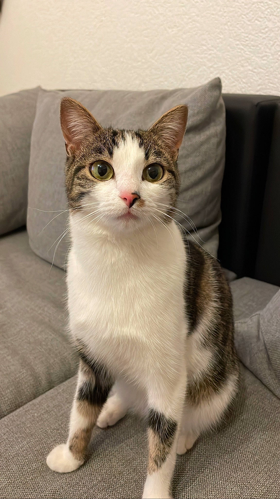 Savannah participe au concours pour gagner de l'argent avec cette photo : carnivore, cat, comfort, couch, domestic_short_haired_cat, felidae, foot, fur, human_leg, paw, sitting, small_to_medium_sized_cats, snout, tail, whiskers, window