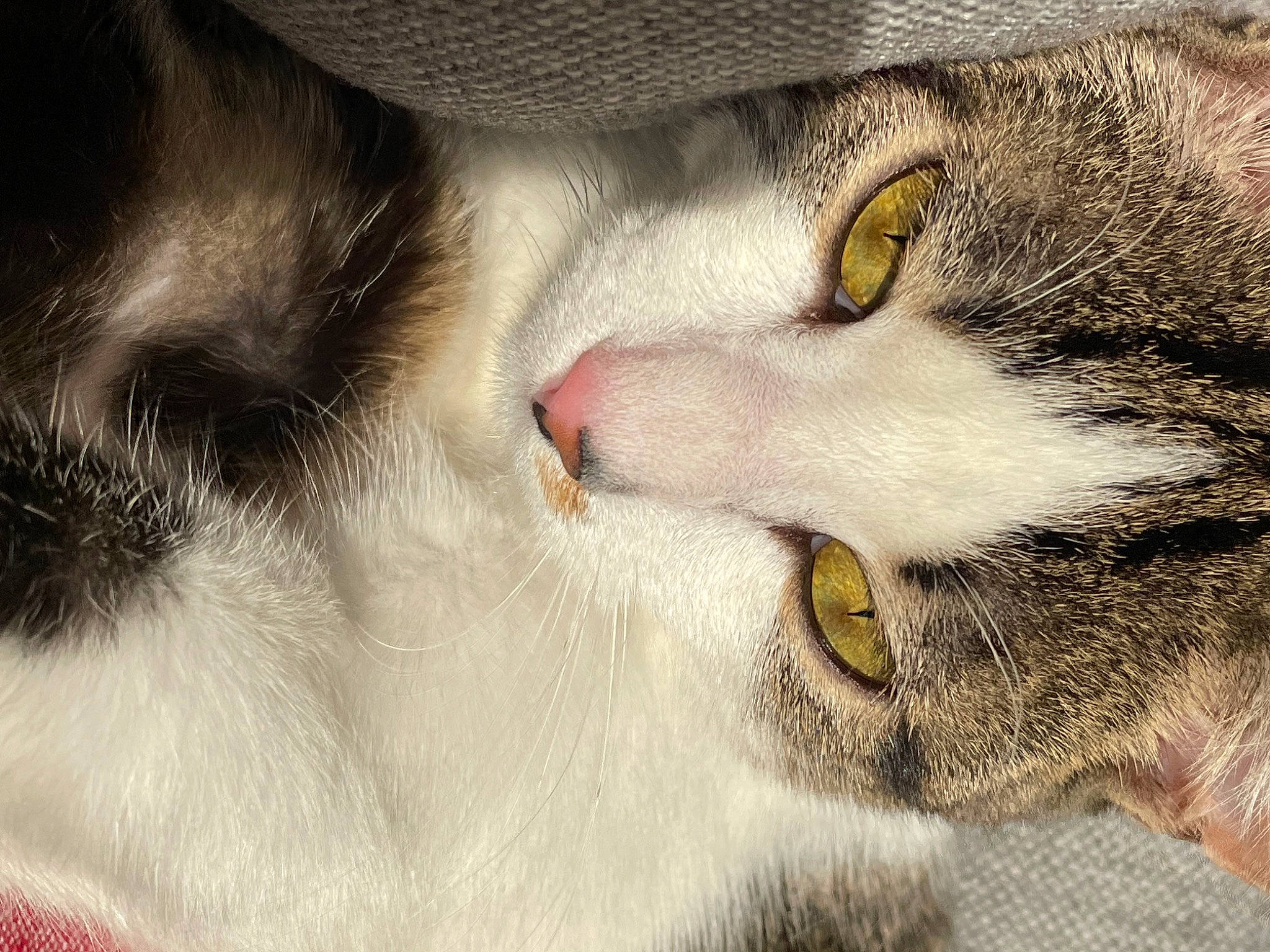 Savannah a rejoint le concours — aidez-le/la à gagner de superbes lots ! carnivore, cat, claw, comfort, domestic_short_haired_cat, eye, eyelash, felidae, fur, nap, nose, paw, sleep, small_to_medium_sized_cats, snout, tail, terrestrial_animal, whiskers