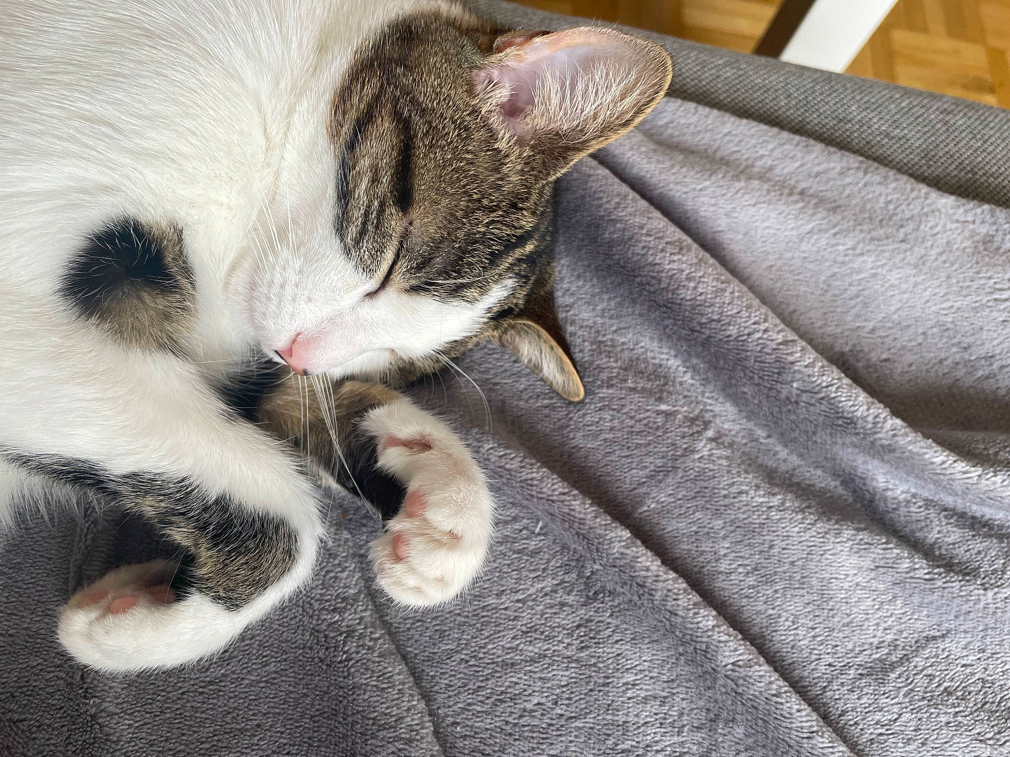 Savannah participe au concours pour gagner de l'argent avec cette photo : carnivore, cat, claw, comfort, domestic_short_haired_cat, felidae, fur, grey, linens, nap, paw, sleep, small_to_medium_sized_cats, snout, tail, whiskers