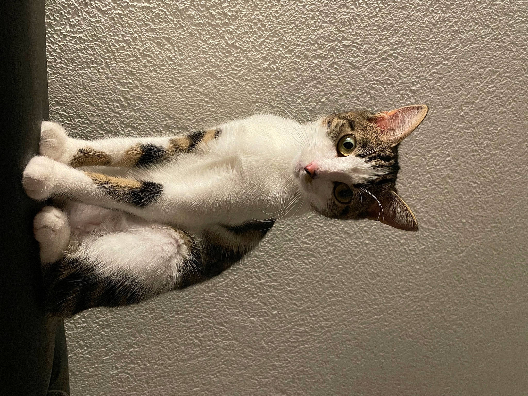 Savannah participe au concours pour gagner de l'argent avec cette photo : canidae, carnivore, cat, claw, comfort, domestic_short_haired_cat, eye, fawn, felidae, fur, jaw, linens, nap, paw, shadow, small_to_medium_sized_cats, snout, tail, terrestrial_animal, whiskers