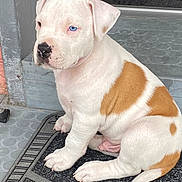 Bowie participe au concours pour gagner de l'argent avec cette photo : puppy, dog, white, brown_patches, blue_eyes, sitting, doorstep, mat, cute, pet, young_dog, animal, fur, paw, tail, indoors, floor, nostrils, ears, snout