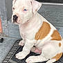 puppy, dog, white, brown_patches, blue_eyes, sitting, doorstep, mat, cute, pet, young_dog, animal, fur, paw, tail, indoors, floor, nostrils, ears, snout