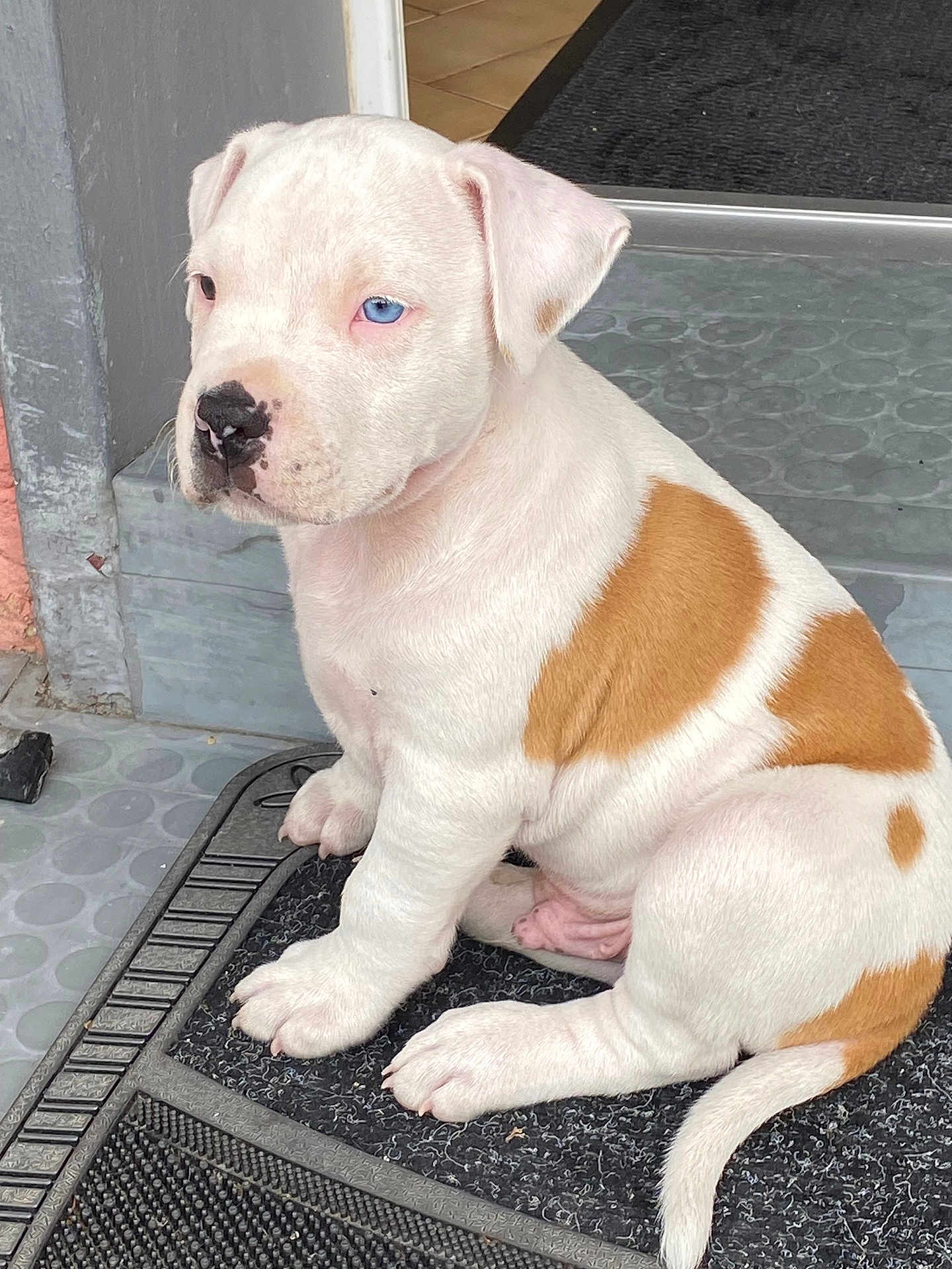 Bowie