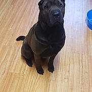 Luna is registered to the contest to win money with this photo: dog, black_dog, pet, indoor, wooden_floor, bowl, animal, sitting, canine, floor, curious, looking_up, domestic, companion, friendly, quiet, household, flooring, brown_floor, floor_texture