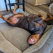 Sage joined the competition — help win amazing prizes! dog, doberman, pet, lying_down, bed, smile, teeth, indoor, floor, wood_floor, furniture, cozy, relaxed, animal, canine, brown, black, paw, nose, resting