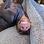Sage is registered to the contest to win money with this photo: dog, upside_down, blanket, brown_dog, playful, pet, nose, teeth, funny_expression, cozy, indoor, resting, fur, animal, canine, snout, closeup, relaxed, cute, comfy