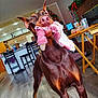 Sage is registered to the contest to win money with this photo: doberman, dog, indoor, toy, playful, christmas_tree, wood_floor, furniture, table, chair, holiday_decor, pet, canine, living_room, happy, brown_dog, ears_up, mouth_open, animal, domestic