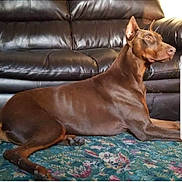Zeus joined the competition — help win amazing prizes! dog, doberman, brown_dog, pet, animal, indoor, carpet, floral_pattern, leather_couch, living_room, side_view, lying_down, alert, ears_up, domestic_animal, canine, furniture, home_interior, resting, portrait