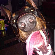 Bella is registered to the contest to win money with this photo: dog, doberman, close_up, tongue, open_mouth, indoor, living_room, carpet, furniture, speaker, can, pet, animal, ears, teeth, happy, playful, tongue_out, domestic, canine