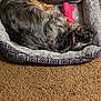 Ariel joined the competition — help win amazing prizes! animal, canine, cat, dog, dogbed, homedecor, pet, puppy