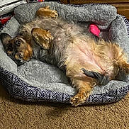 Ariel is registered to the contest to win money with this photo: animal, canine, dog, dogbed, pet