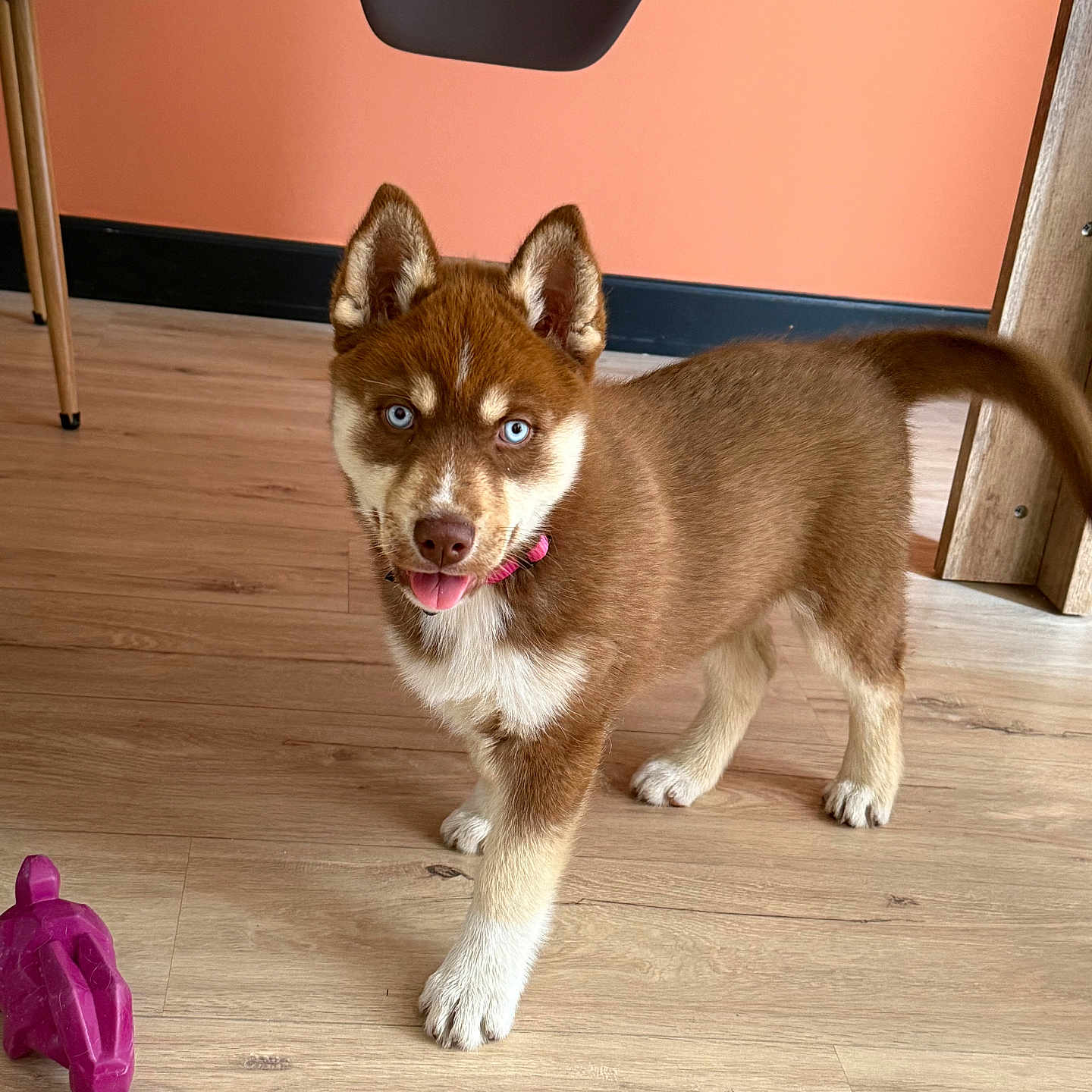 Aora participe au concours pour gagner de l'argent avec cette photo : accessories, animal, canine, cockerspaniel, dog, eskimodog, hardwood, hound, husky, indoors, interiordesign, leash, pet, plywood, puppy, redwolf, stainedwood, strap, whitedog, wood