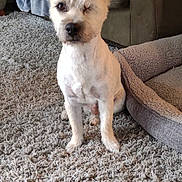 One Eye'D Willie is registered to the contest to win money with this photo: animal, blanket, brown_dog, canine, carpet, companion, couch, cozy, dog, dog_bed, domestic, floor, furniture, indoor, living_room, one_eyed_dog, pet, relaxed, sitting, white_dog