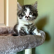 Pepe is registered to the contest to win money with this photo: kitten, cat, pet, animal, fluffy, cute, indoor, cat_tree, feline, young, fur, whiskers, ears, soft, curious, closeup, portrait, domestic, playful, resting