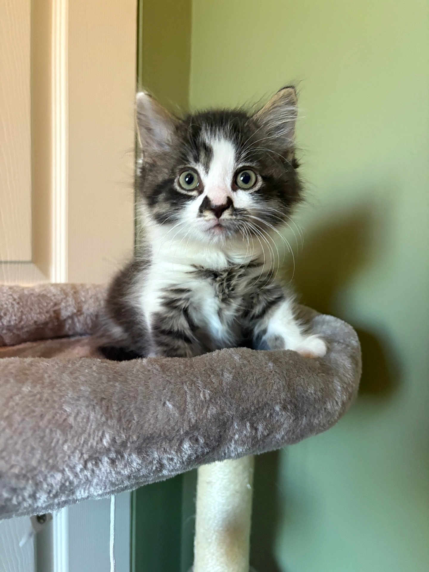 Pepe is registered to the contest to win money with this photo: kitten, cat, pet, animal, fluffy, cute, indoor, cat_tree, feline, young, fur, whiskers, ears, soft, curious, closeup, portrait, domestic, playful, resting