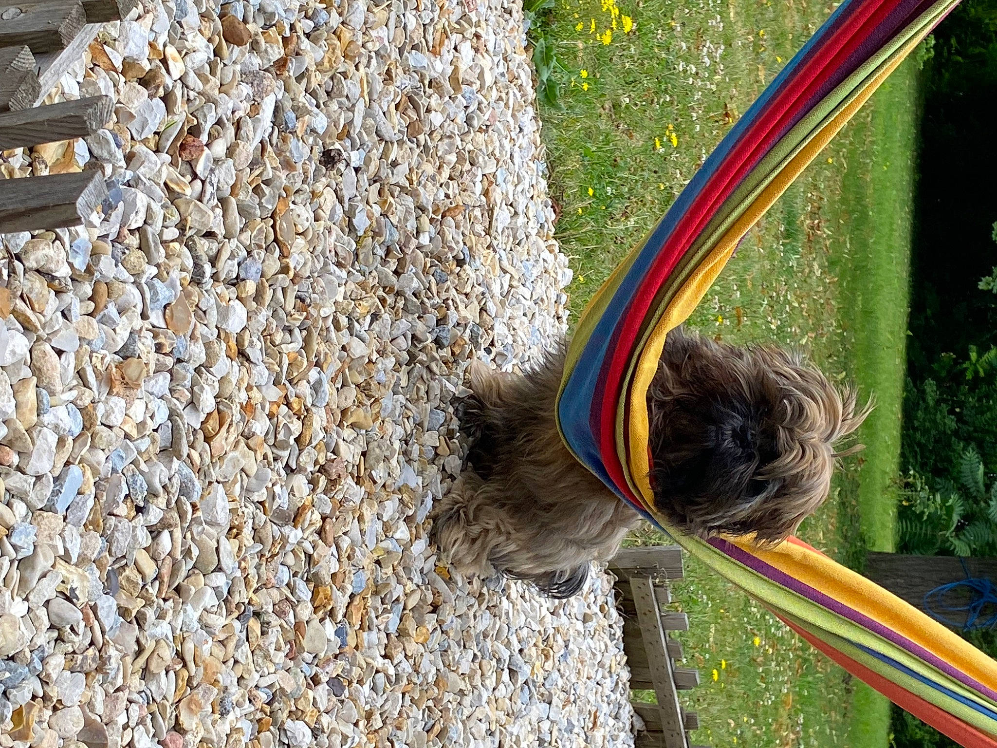 Uno a rejoint le concours — aidez-le/la à gagner de superbes lots ! grass, leisure, pebble, plant, recreation, road_surface, rope, soil, sporting_group, tail, tree, trunk, window, wood