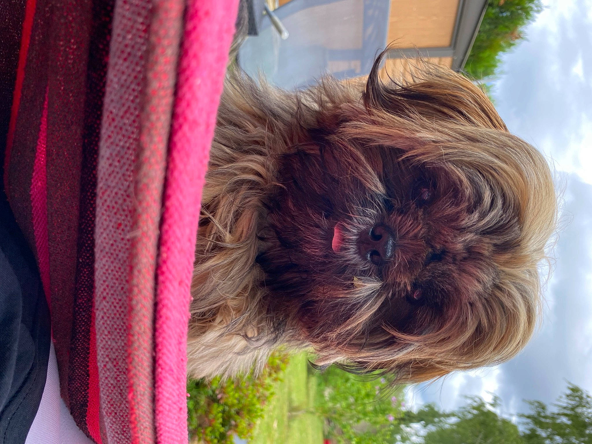 Uno a rejoint le concours — aidez-le/la à gagner de superbes lots ! canidae, carnivore, cloud, collar, companion_dog, dog, dog_breed, fawn, fur, grass, liver, plant, sky, small_terrier, snout, sporting_group, terrier, toy_dog, tree, whiskers