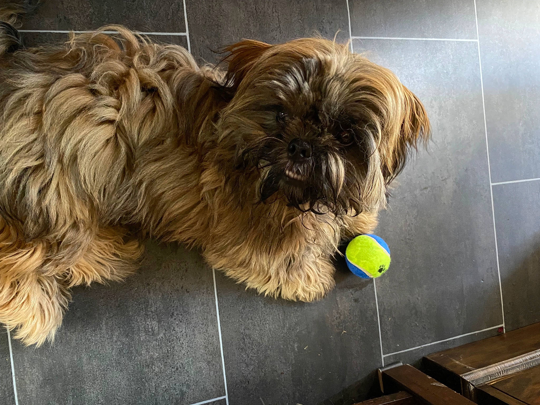 Uno participe au concours pour gagner de l'argent avec cette photo : bearded_collie, canidae, carnivore, companion_dog, dog, dog_breed, flooring, fur, liver, puppy, road_surface, small_terrier, snout, sporting_group, tennis_ball, terrier, toy_dog, water_dog, working_animal, yorkipoo