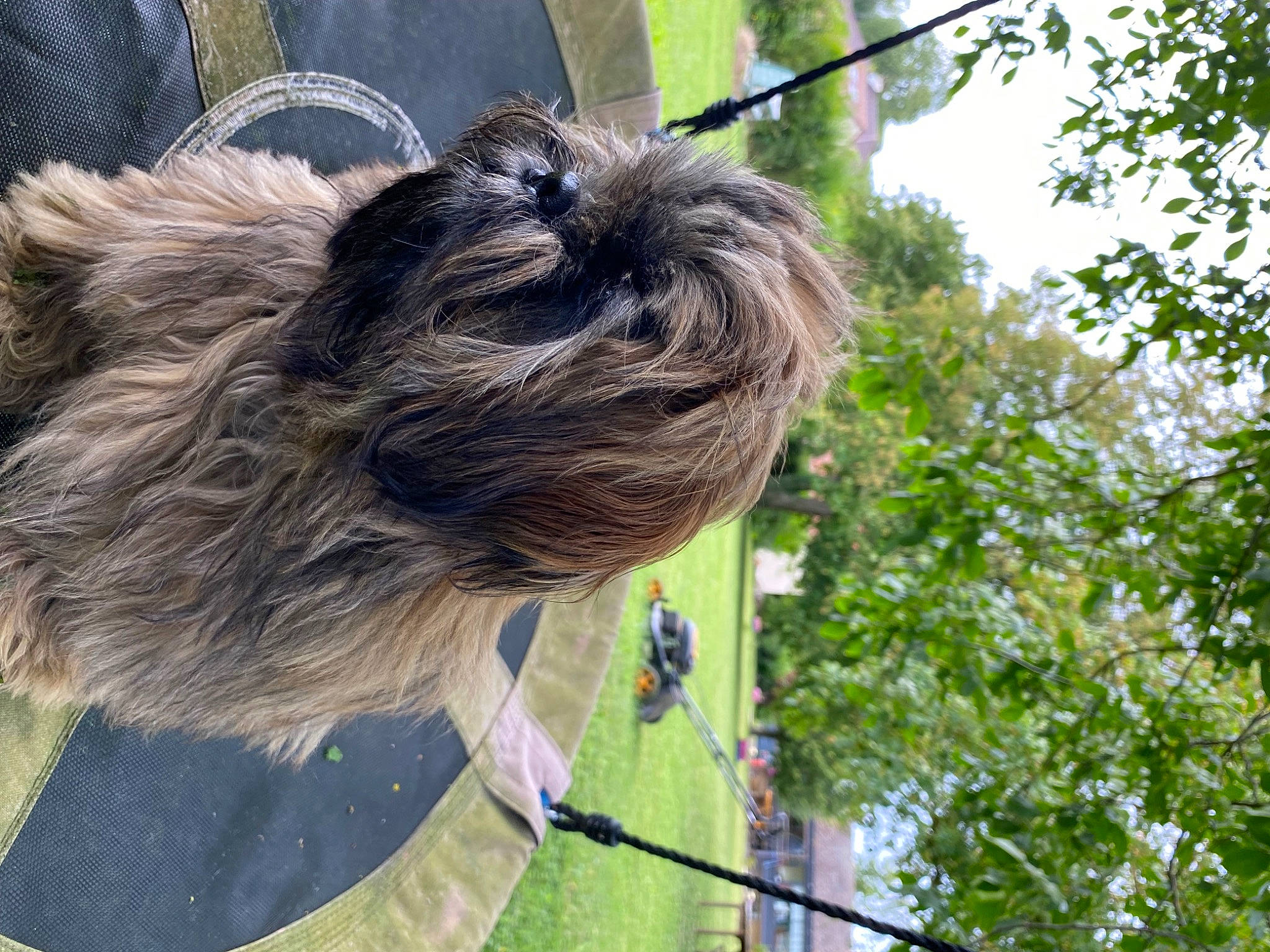 Uno a rejoint le concours — aidez-le/la à gagner de superbes lots ! beak, canidae, carnivore, collar, companion_dog, dog, dog_breed, dog_collar, feather, fur, grass, livestock, small_terrier, snout, sporting_group, terrestrial_animal, terrier, toy_dog, tree, working_animal