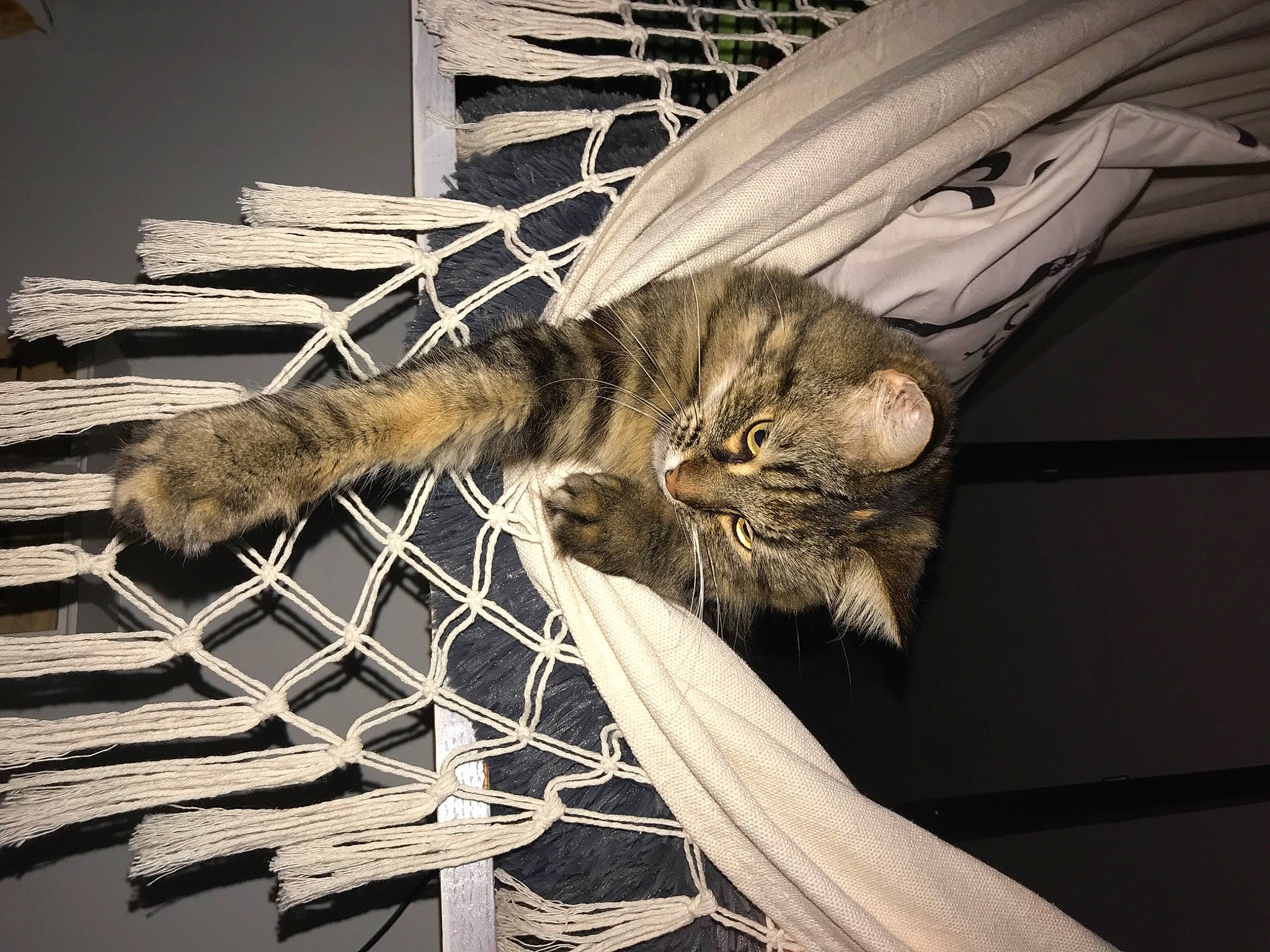 Lita a rejoint le concours — aidez-le/la à gagner de superbes lots ! carnivore, cat, claw, comfort, darkness, domestic_short_haired_cat, felidae, fur, monochrome, monochrome_photography, paw, plant, small_to_medium_sized_cats, snout, tail, tints_and_shades, twig, whiskers, window, wood