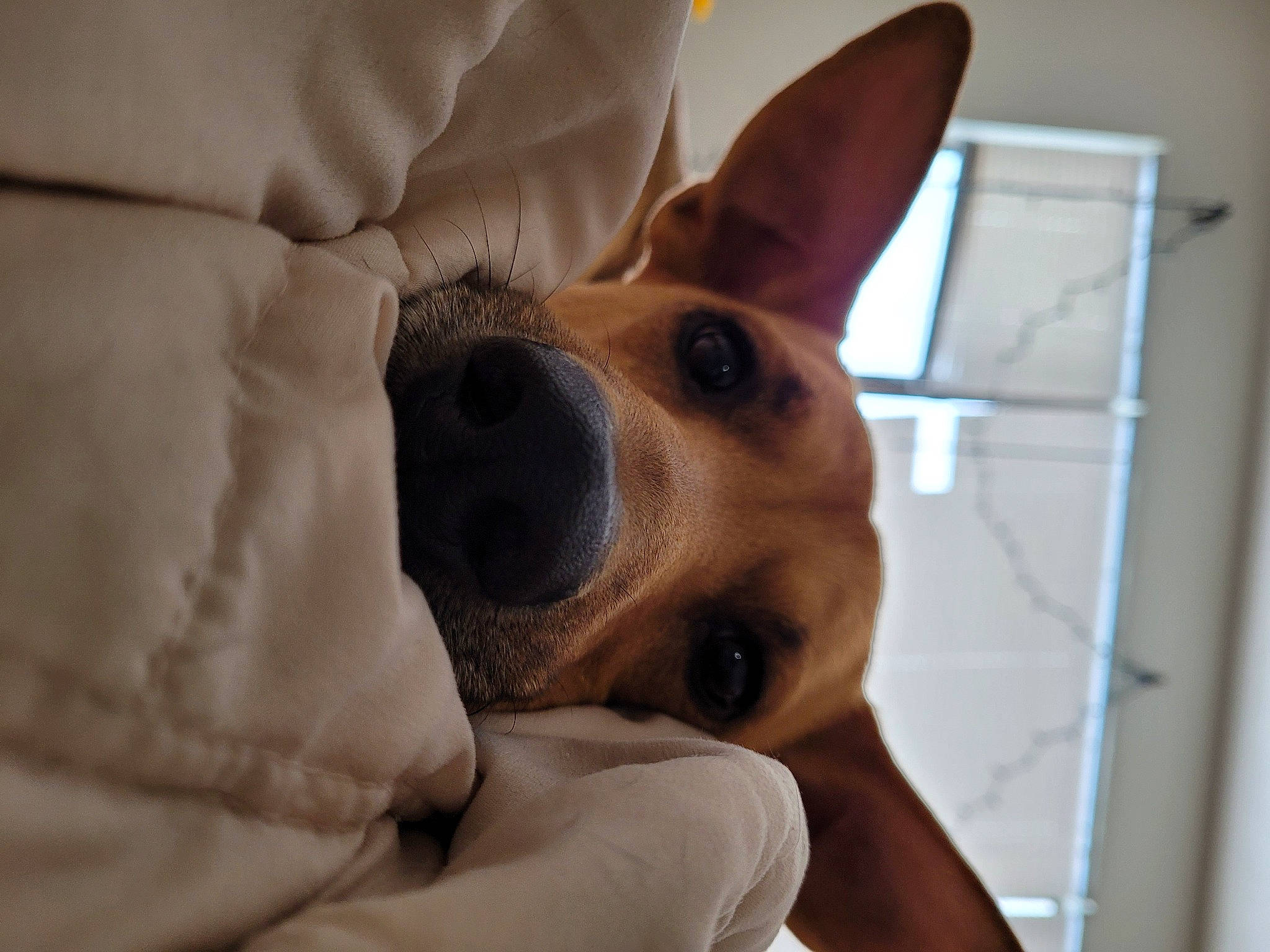 Max joined the competition — help win amazing prizes! canidae, carnivore, comfort, companion_dog, couch, dog, dog_breed, ear, fawn, fur, linens, non_sporting_group, paw, snout, terrestrial_animal, toy_dog, whiskers, window, wood, working_animal