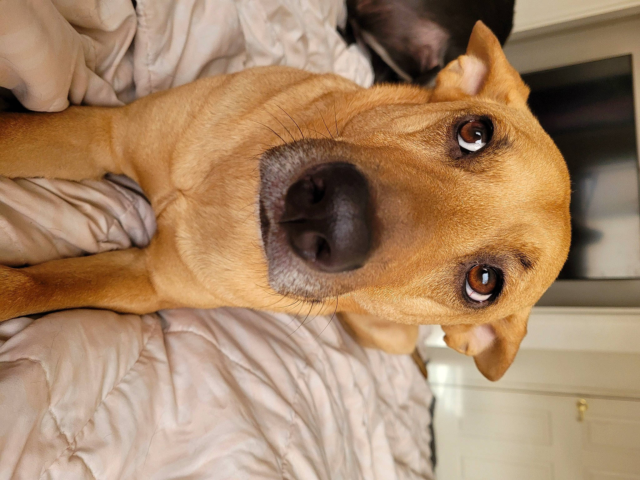 Max is registered to the contest to win money with this photo: canidae, carnivore, collar, comfort, companion_dog, dog, dog_breed, dog_collar, ear, fawn, fur, jaw, liver, paw, pet_supply, selfie, snout, sporting_group, whiskers, working_animal