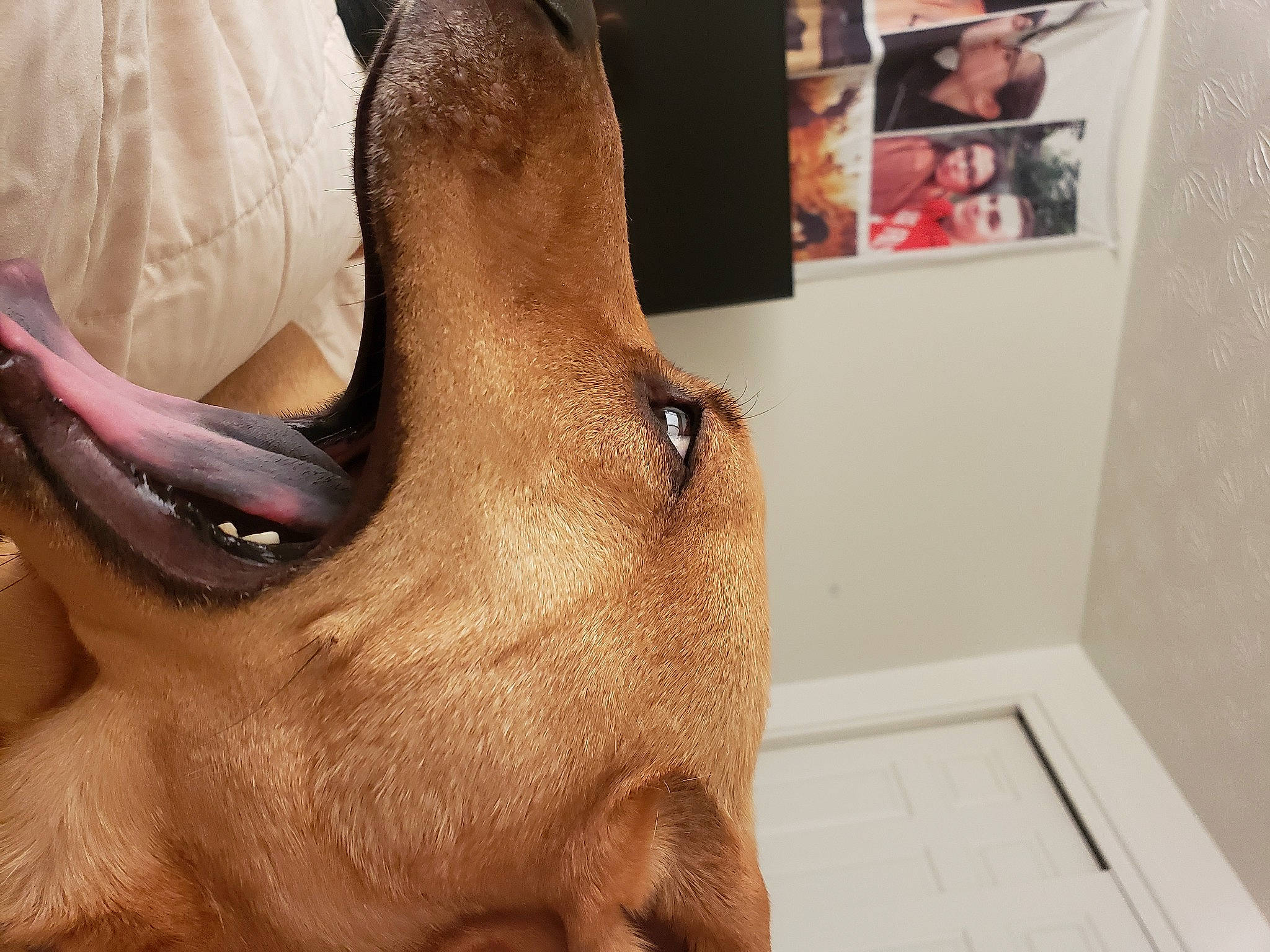 Max joined the competition — help win amazing prizes! abdomen, art, barechested, chest, dog_breed, eyelash, fawn, foot, gesture, human_leg, jaw, liver, neck, snout, sunglasses, thigh, trunk, whiskers, working_animal, wrinkle