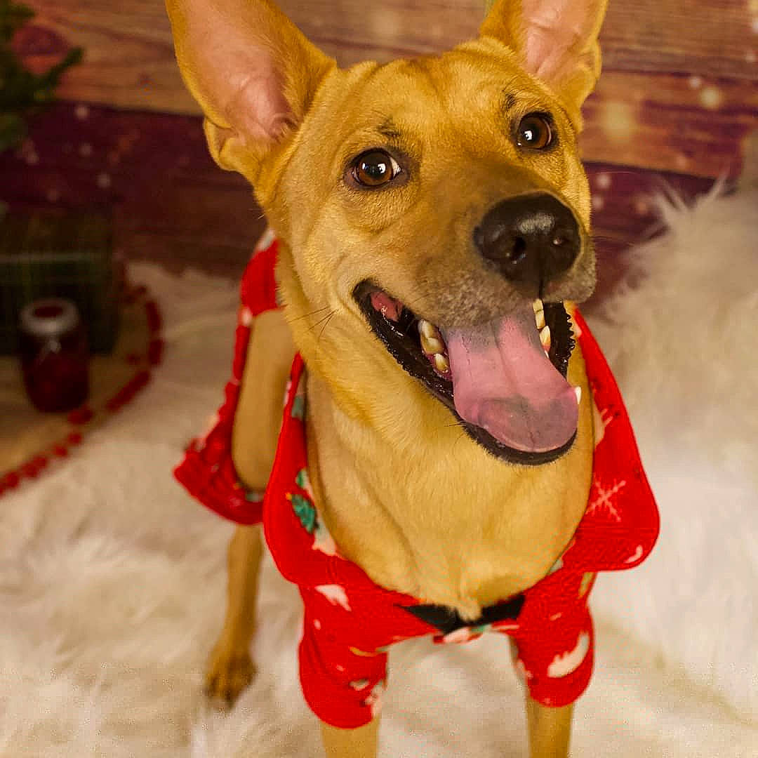 Max joined the competition — help win amazing prizes! canidae, carnivore, collar, companion_dog, dog, dog_breed, dog_clothes, dog_collar, dog_supply, ear, fawn, flowerpot, fur, houseplant, pet_supply, plant, snout, sporting_group, whiskers, working_animal